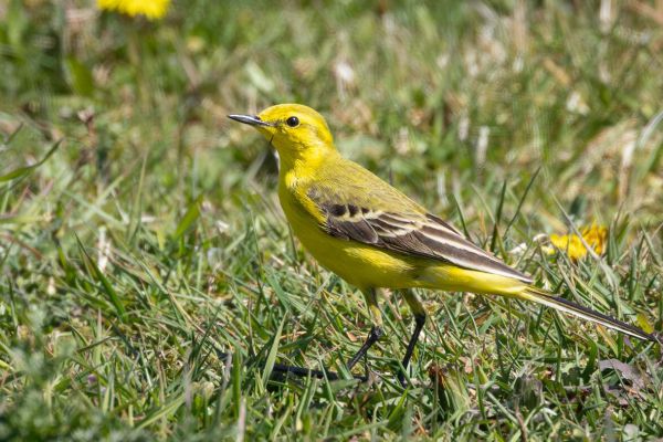 British Yellow Wagtail