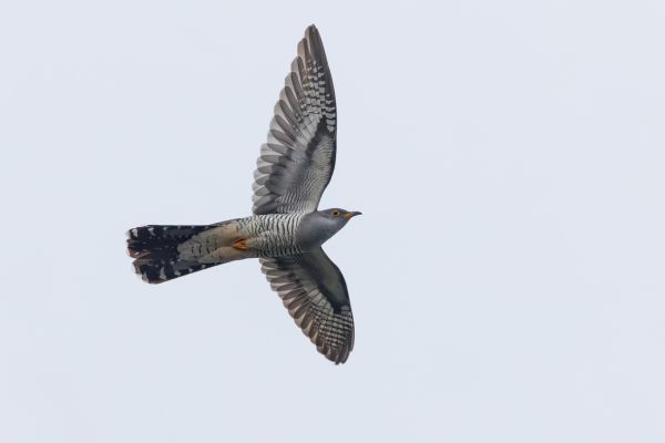 Common Cuckoo