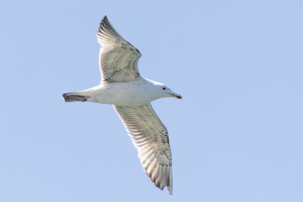 Caspian Gull