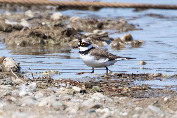 Little Ringed Plover