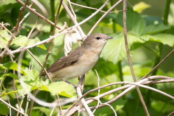 Garden Warbler