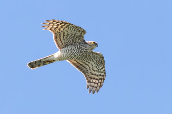 Eurasian Sparrowhawk