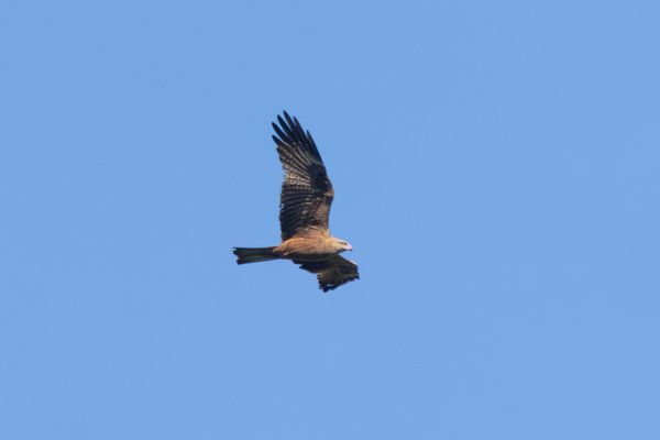 Black Kite
