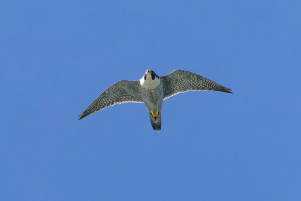 Peregrine Falcon