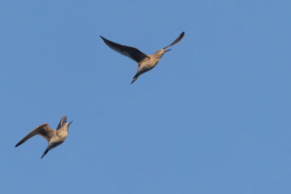 Common Greenshank