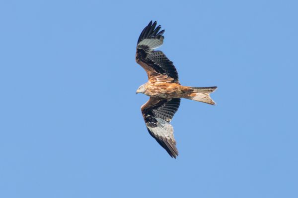 Red Kite