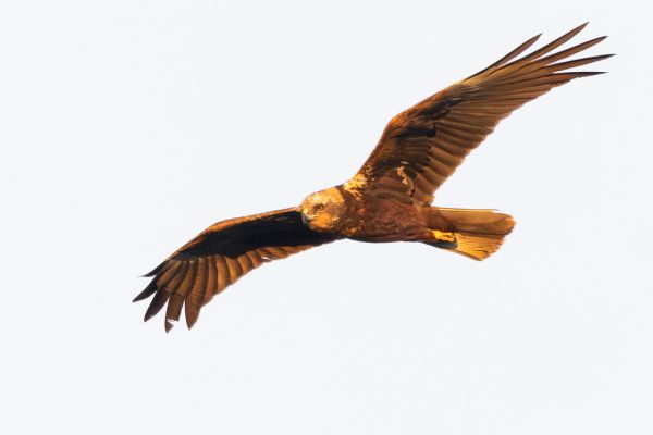 Western Marsh Harrier