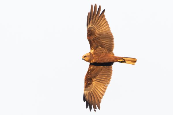 Western Marsh Harrier