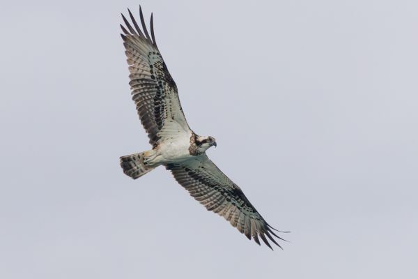 Osprey