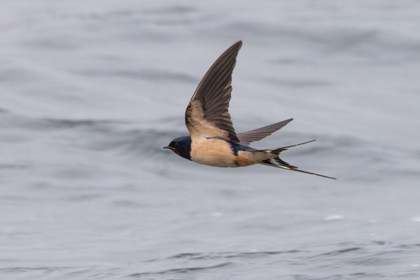 Barn Swallow