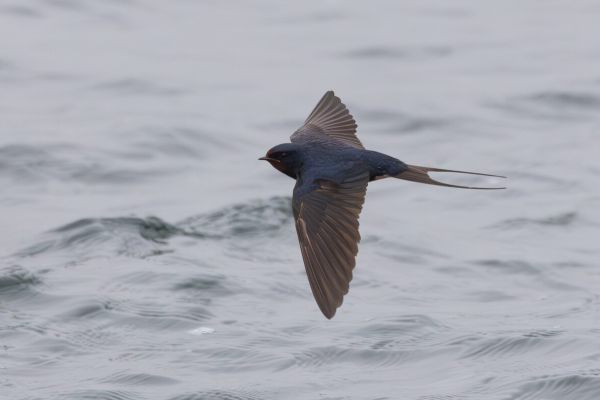 Barn Swallow