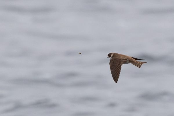 Sand Martin