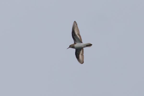 Temminck's Stint
