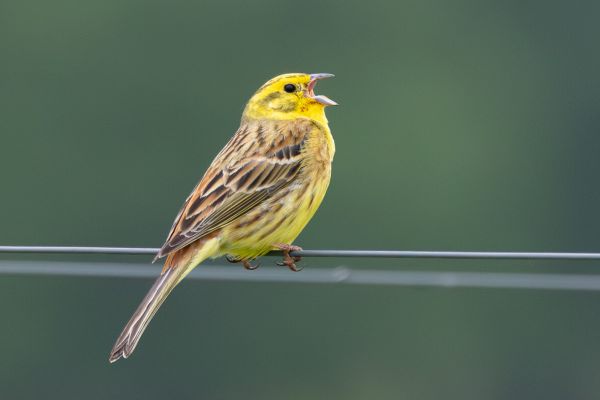 Yellowhammer