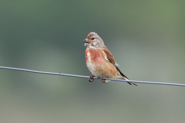 Common Linnet