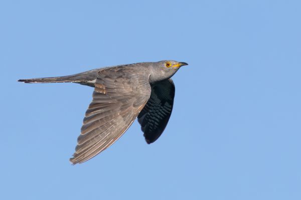 Common Cuckoo