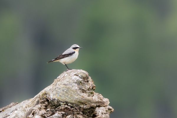 Northern Wheatear