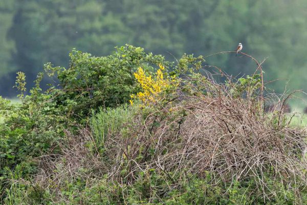 Red-backed Shrike