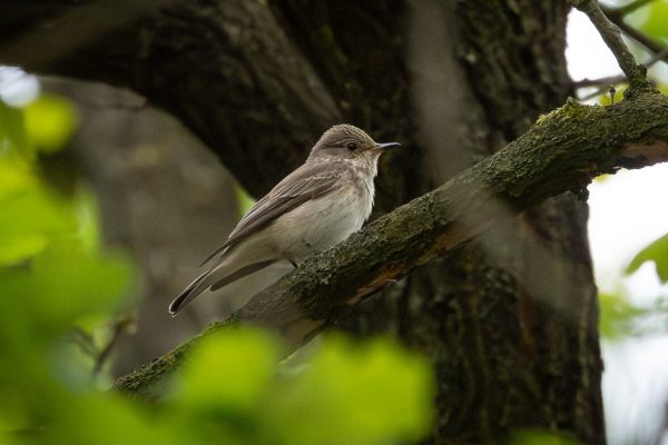 Spotted Flycatcher