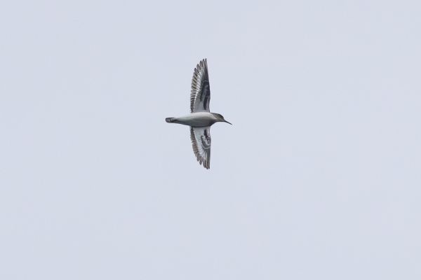Common Sandpiper