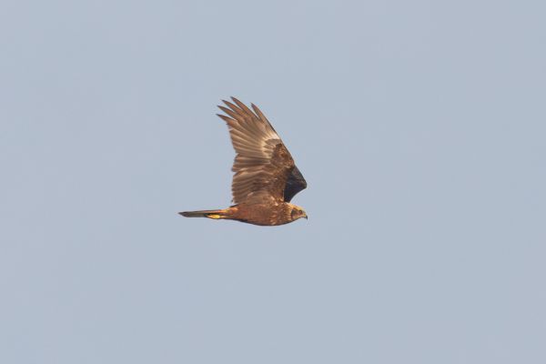 Western Marsh Harrier