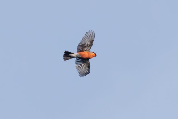 Eurasian Bullfinch