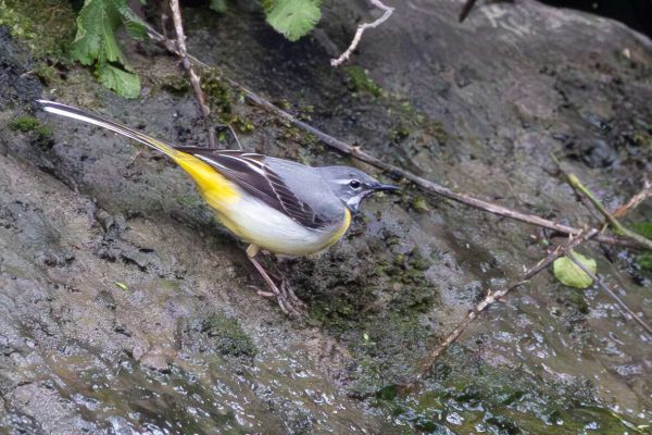 Grey Wagtail