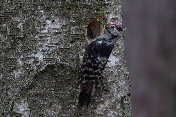 Lesser Spotted Woodpecker