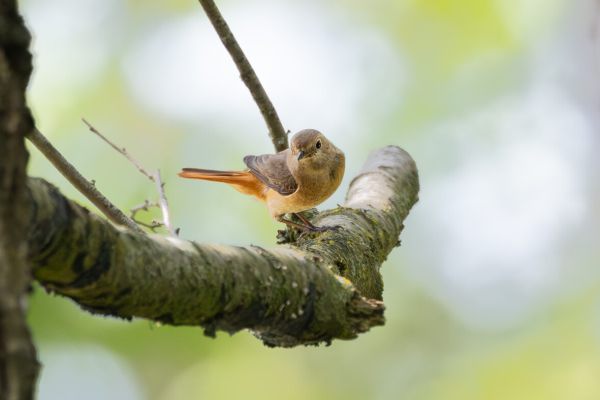 Common Redstart