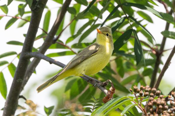 Icterine Warbler