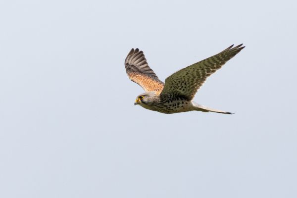 Common Kestrel