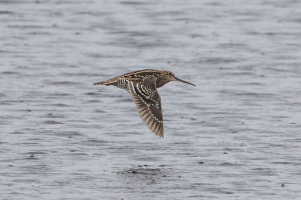 Great Snipe