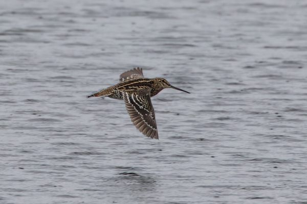 Great Snipe