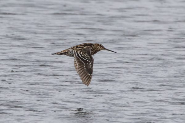 Great Snipe