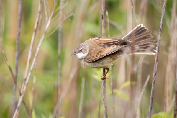 Common Whitethroat