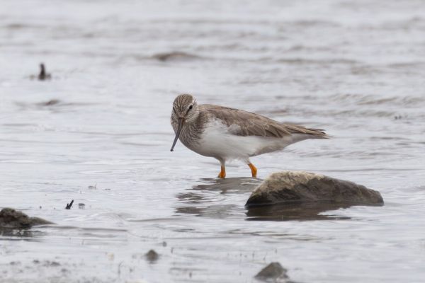 Terek Sandpiper