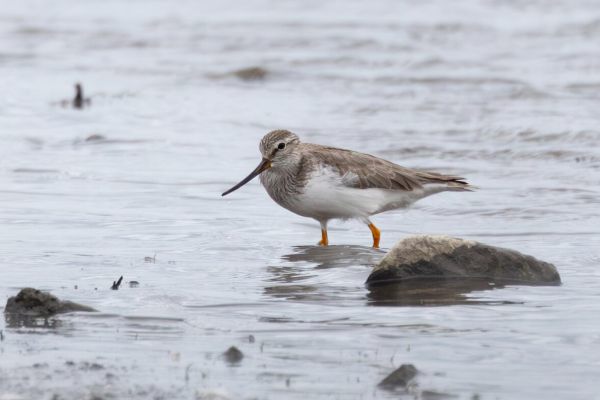 Terek Sandpiper