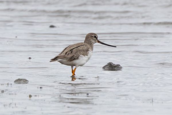 Terek Sandpiper