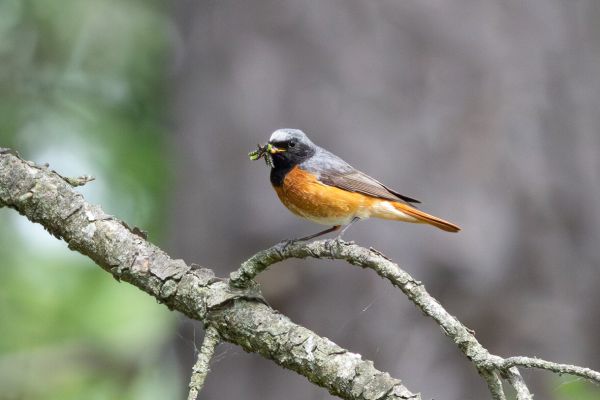 Common Redstart
