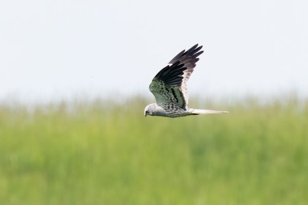 Montagu's Harrier