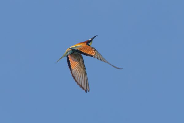 European Bee-eater