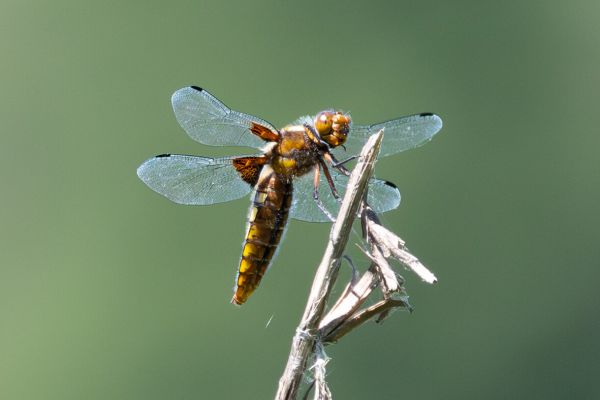 Broad-bodied Chaser