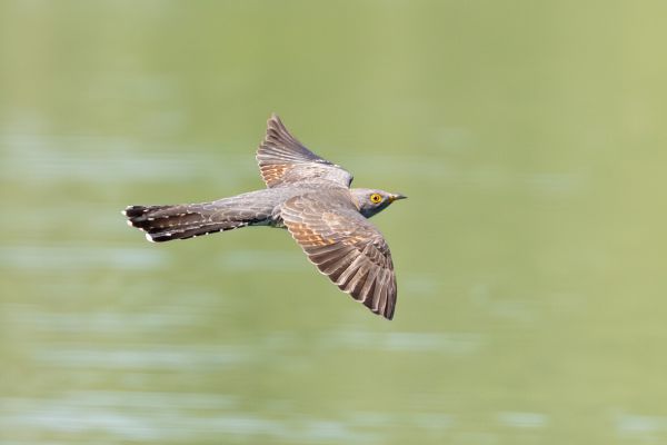 Common Cuckoo