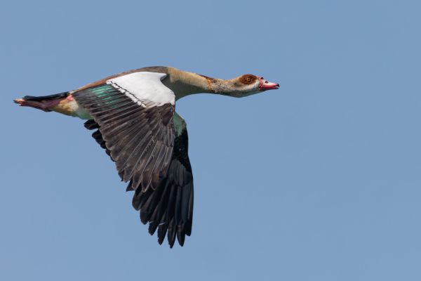 Egyptian Goose