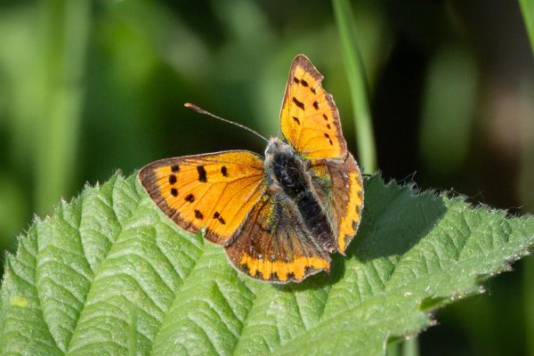 Small Copper