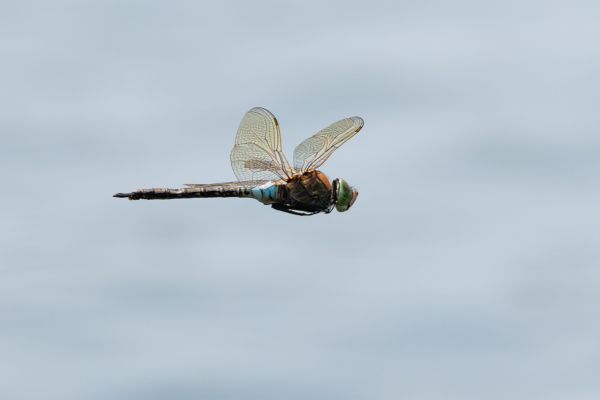 Lesser Emperor