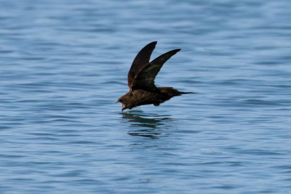 Common Swift