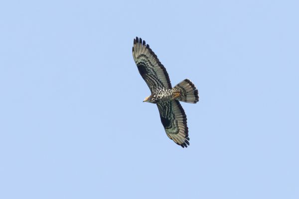 European Honey Buzzard