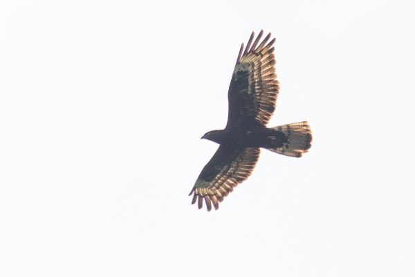 European Honey Buzzard
