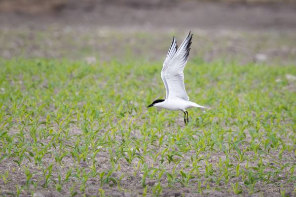 Gull-billed Tern